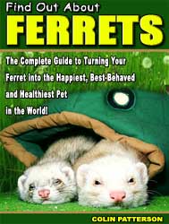 ferret guide